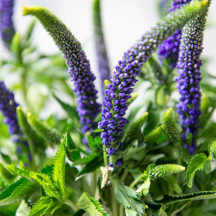 Purple Veronica flower stems from Fresh Flower Holland, showing ten vibrant, fresh flower stems with green foliage.
