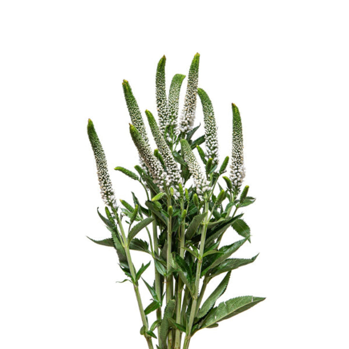 White Veronica flower stems from Fresh Flower Holland, showing 10 fresh, elegant flower stems on a neutral background.