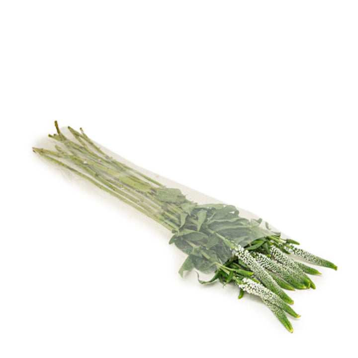 White Veronica flower stems from Fresh Flower Holland, showcasing 10 fresh, vibrant flower stems arranged naturally.
