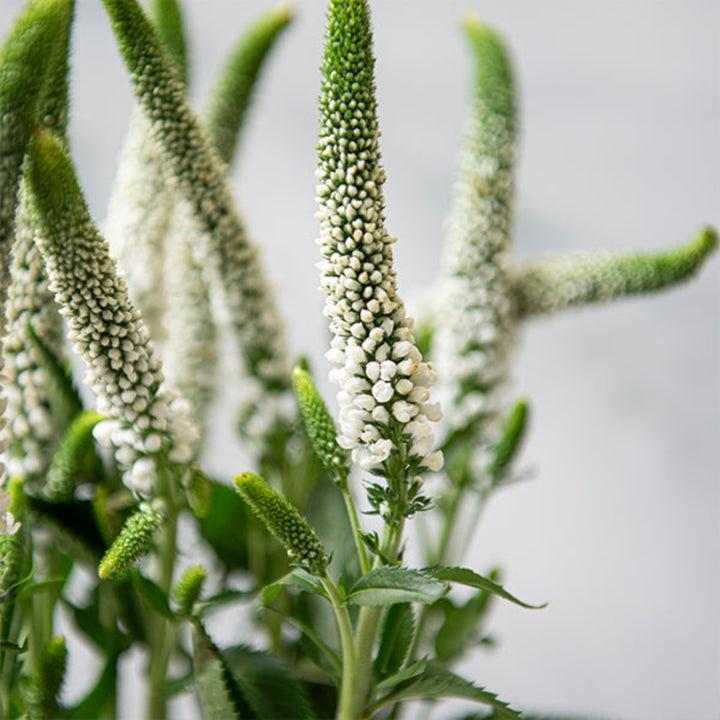 Fresh Flower Holland Veronica white flower stems, 10-pack, with long green leaves and delicate white blossoms in a natural arrangement.