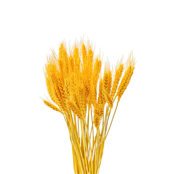 Dried wheat stalks in a bunch, natural flower arrangement from Fresh Flower Holland, showing golden wheat heads and slender stems.