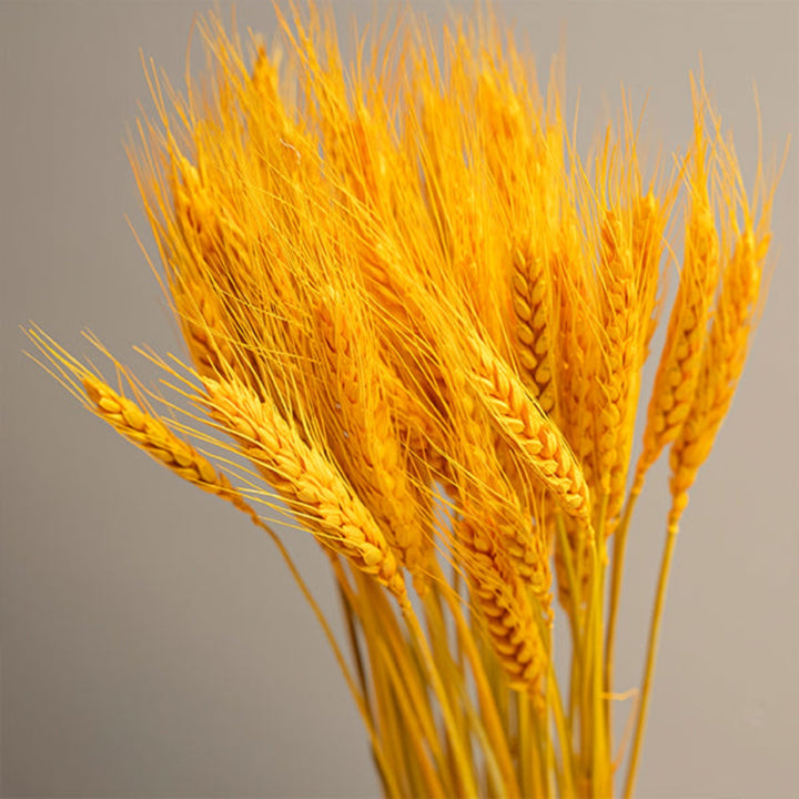 Dried wheat stalks in a bunch, natural flower decor from Fresh Flower Holland, showcasing textured golden wheat stems.