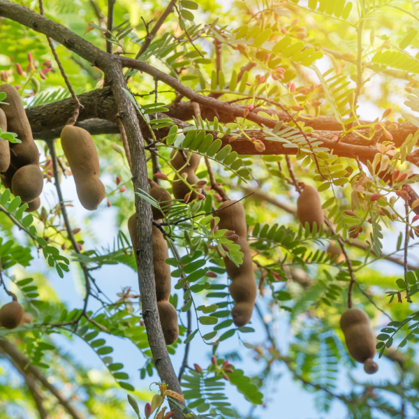 Sweet tamarind fruit from Sharbatly in a 0.45 kg pack, showcasing ripe, textured tamarind pods ready for use.