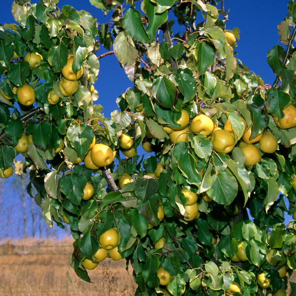 Fresh Nashi pears from Sharbatly in a 3 kg carton, showcasing bright, round fruits with smooth skin and crisp texture.