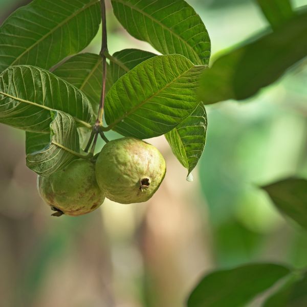 Fresh Thai Guava fruit in a 1kg pack, showcasing ripe, green guavas with smooth skin, ready for eating or cooking.