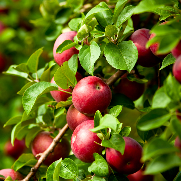 Fresh Kanzi apples in a 1 kg pack, showing vibrant red fruit from Sharbatly, perfect for healthy snacking.