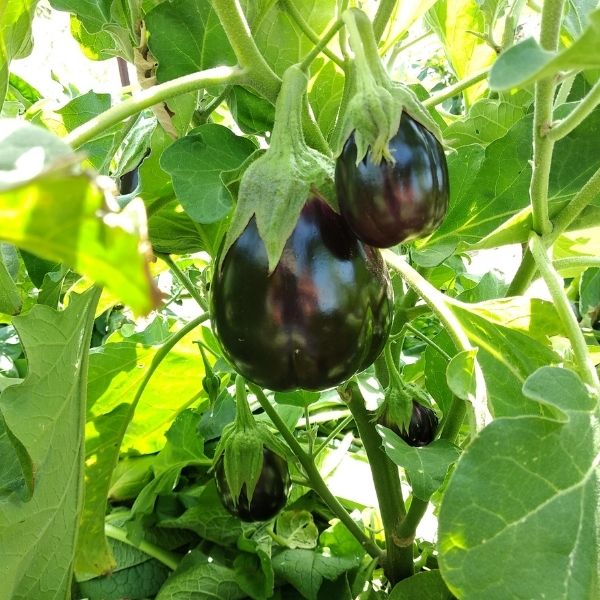Extra-large round eggplants from Local Market, 2kg pack, fresh purple vegetables with smooth skin and green stems.