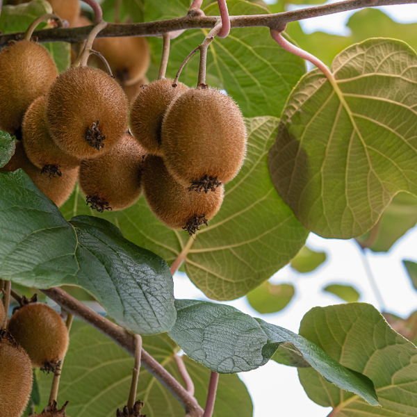 Fresh green kiwifruits in a 1 kg pack, showcasing vibrant skin and juicy interior, from Sharbatly fruit brand.