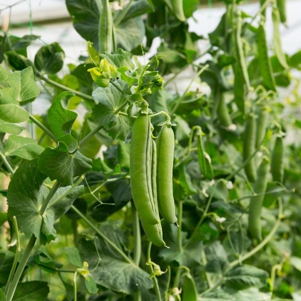 Fresh green peas in pod from Local Market, 0.5 kg pack, showcasing vibrant peas inside the pod.