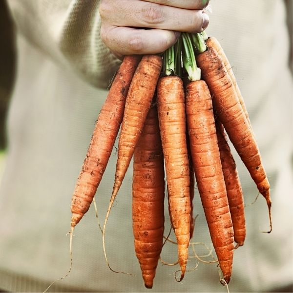 Fresh orange carrots from Sharbatly in a 10 kg carton, showcasing vibrant, crunchy vegetables ready for cooking or snacking.