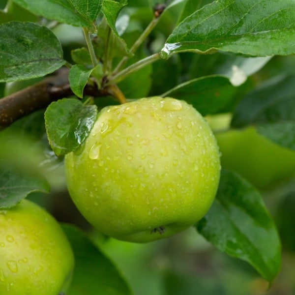 Fresh Granny Smith apples from Sharbatly in a 1 kg pack, showcasing bright green, crisp fruit ready to eat.