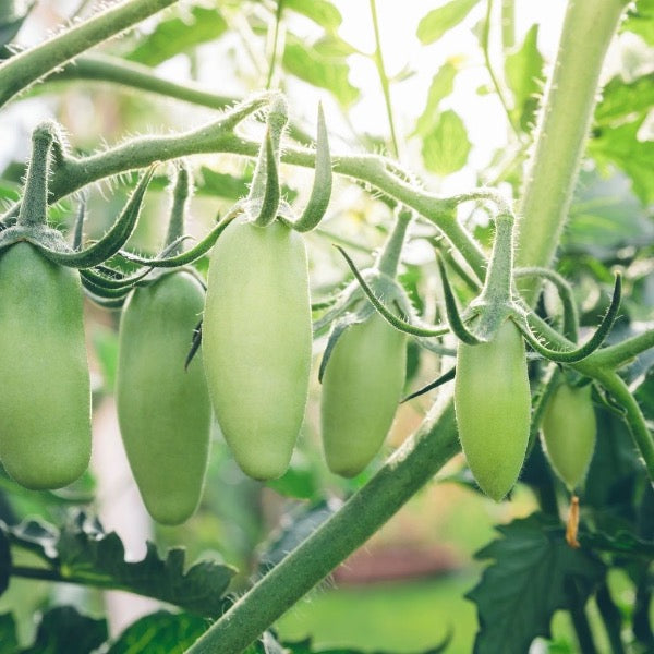 Fresh baby San Marzano-Roma tomatoes on the vine in a 0.4 kg pack, showcasing vibrant red vegetables from Holland.