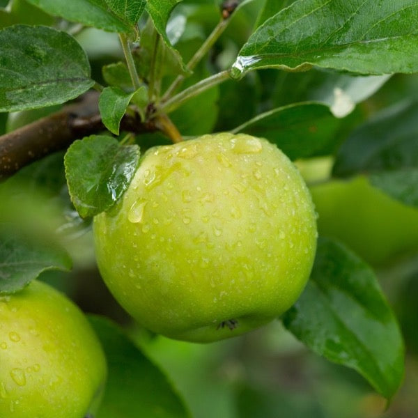 Fresh Granny Smith apples from Sharbatly in a 3 kg carton, showcasing bright green apples with smooth skin.