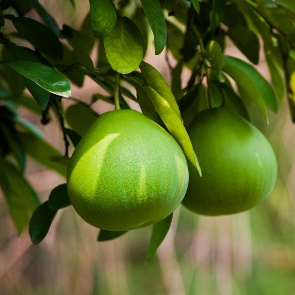 Fresh whole Sharbatly pomelo fruit, showcasing its large, round citrus exterior and vibrant yellow color.