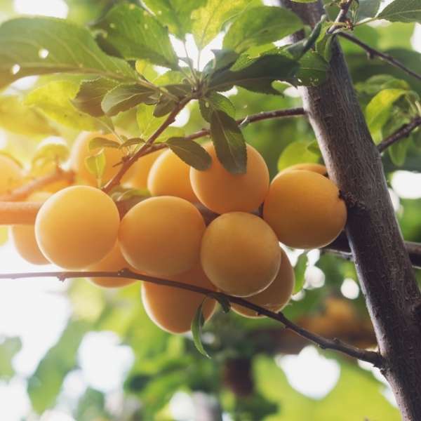 Golden plums from Sharbatly in a 1 kg pack, showcasing vibrant yellow fruit with smooth skin and fresh appearance.