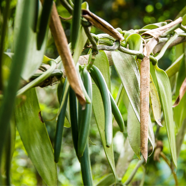 Five fresh vanilla pods from Holland, shown in a close-up image, highlighting their dark, aromatic fruit appearance.