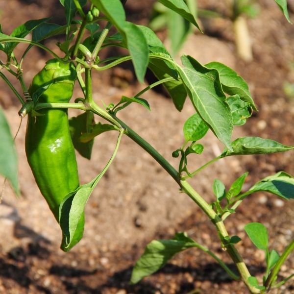 Long green Anaheim peppers from Local Market, fresh vegetables in a 0.5 kg pack, display of vibrant, healthy peppers.