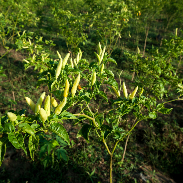 Yellow cayenne pepper chili herb from Holland, 0.25 kg, showcasing vibrant yellow hot chili peppers.