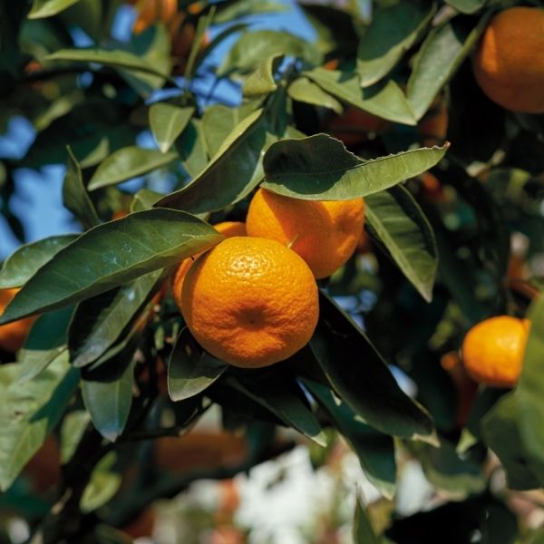 Kinnow mandarins from Sharbatly in a 2 kg bag, fresh citrus fruit with bright orange skin and juicy interior.