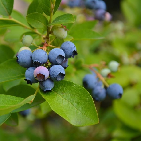 Fresh blue blueberries in a Sharbatly 1.5 kg carton, vibrant and ripe, ready for snacking or cooking.