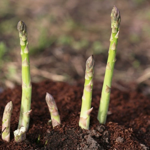 Fresh green Thai asparagus in a 0.1 kg pack, showcasing vibrant stalks and tips, imported from Thailand.