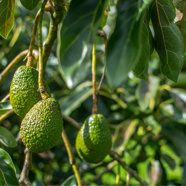 Fresh Hass avocado from Sharbatly, whole fruit with dark green skin and smooth texture, ready for ripening or eating.