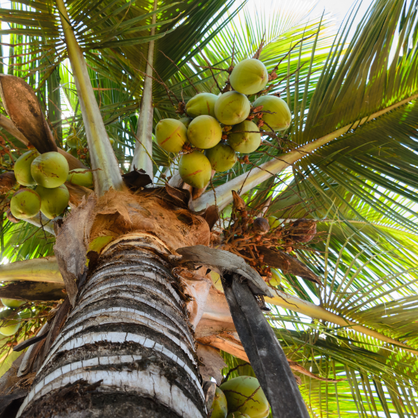 Brown husked coconut fruit from local market, single piece showing textured shell and natural brown color.