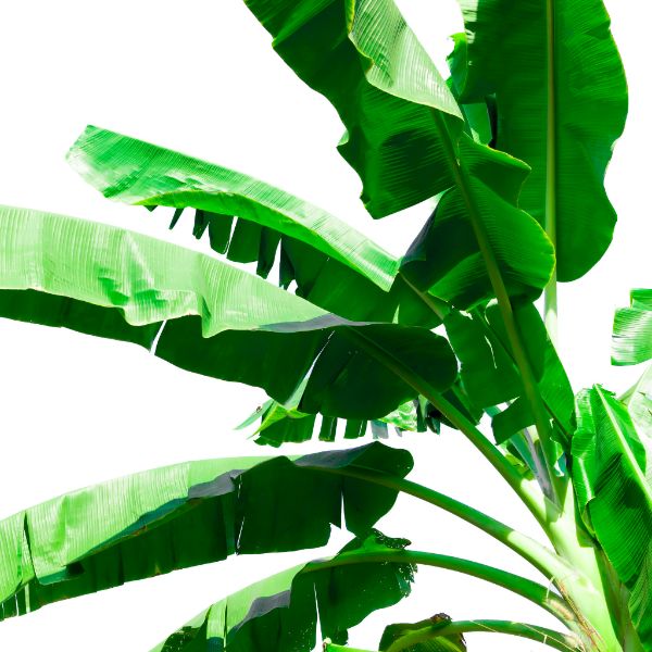 Fresh banana leaves from Thailand, 1 kg pack, vibrant green vegetable packaging perfect for cooking and presentation.