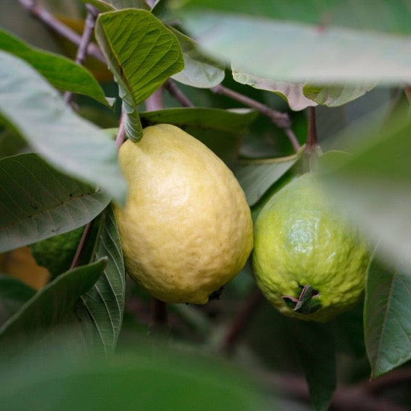 Fresh pink guava fruits in a 1 kg pack from Thailand, showcasing ripe, juicy pink guavas on a clean surface.