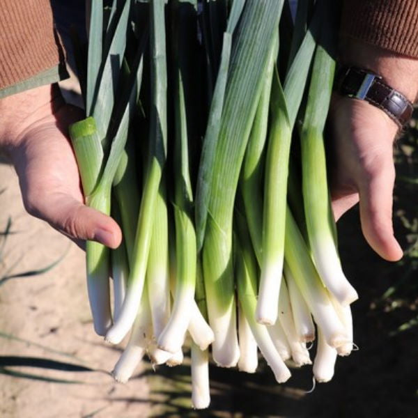 Fresh baby leeks from Holland in a 0.2 kg vegetable pack, showcasing vibrant green stalks and white bulbs.
