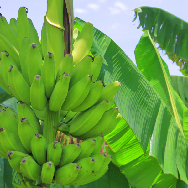 Green Plantains bananas from Holland, 1 Kg pack, fresh fruit with thick green skins, ideal for cooking or frying.