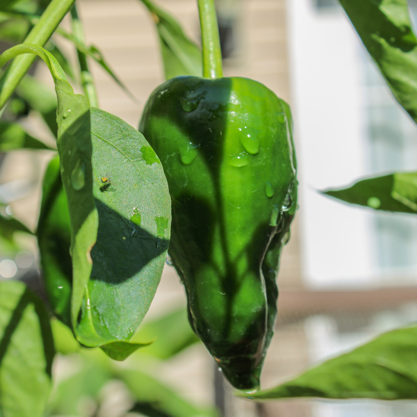 Holland green Poblano peppers in a 0.350 kg pack, fresh and vibrant, ideal for cooking and flavoring dishes.