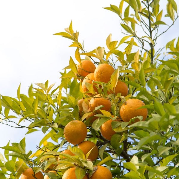 Sharbatly Valencia oranges for juice in a 6.5 kg carton, fresh and ripe fruit with bright orange skin.