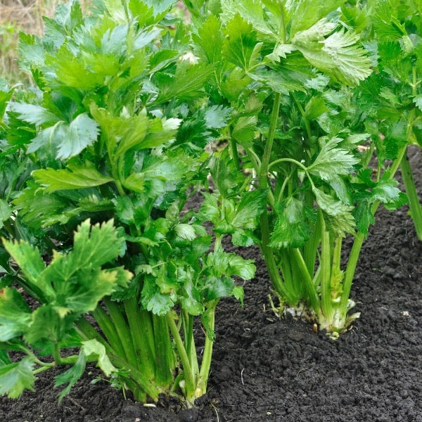 Fresh Sharbatly celery bunch, vibrant green vegetable with crisp stalks and leafy tops, ready for cooking or salads.
