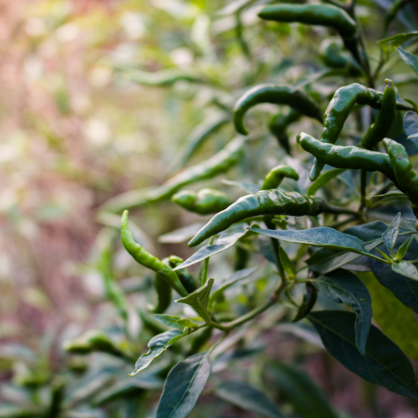 Green chili peppers from Local Market, fresh local vegetables, 0.3 kg pack, vibrant and spicy chili peppers on a white background.