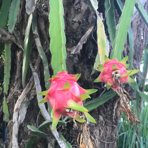 Fresh purple-fleshed dragon fruit with red skin from Thailand, showing a single piece of this tropical fruit.