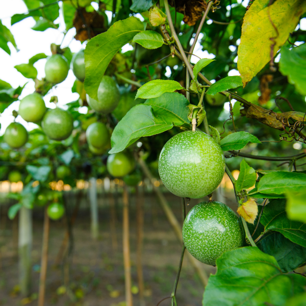 Holland passion fruit in a 0.5 kg pack, fresh and ripe with vibrant purple skin and green leaves, ready to enjoy.