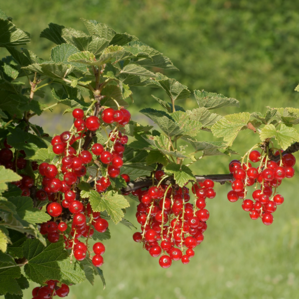 Fresh red currants from Holland in a 0.125 kg pack, showcasing vibrant berries ready for fresh eating or cooking.