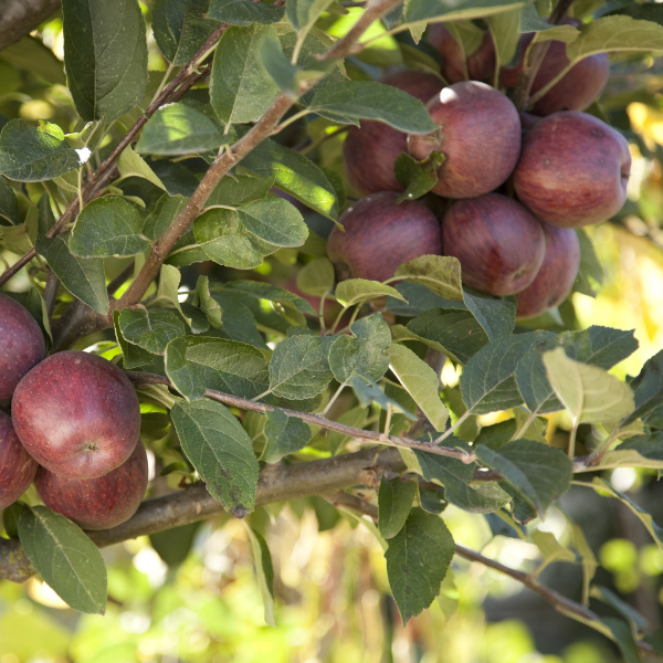 Red Delicious apples from Sharbatly in a 3 kg carton, showcasing fresh, bright red apples ready for consumption.