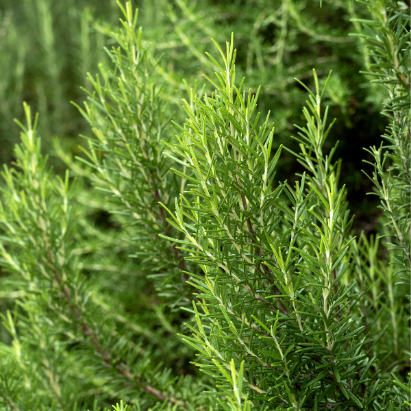 Fresh rosemary bunch from Kenya, 0.10 kg, vibrant green herb with woody stems, ideal for cooking and seasoning.
