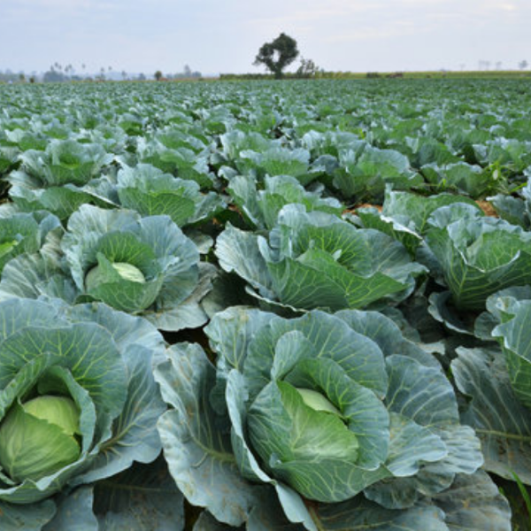 Fresh cabbage white vegetable from Local Market, single piece showing leafy green exterior and compact shape on a clean background.