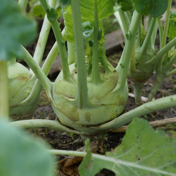 Fresh green kohlrabi vegetables from Local Market, two pieces with leafy stems on a white background.