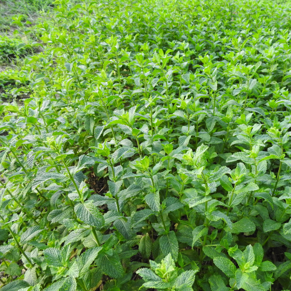 Fresh mint peppermint herb bunch from Local Market, 0.10 kg, vibrant green leaves perfect for culinary and herbal uses.