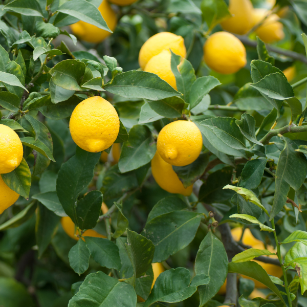 Fresh yellow lemons in a 1 kg bag from Sharbatly, showcasing bright citrus fruit ready for use.