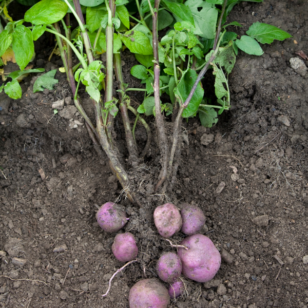 Holland Vitelotte purple potatoes, 1 kg pack, fresh purple vegetable with knobby skin and vibrant color.