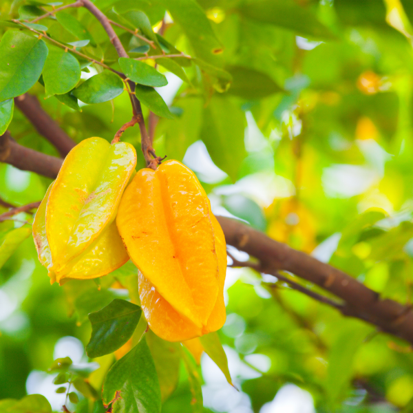 Fresh starfruit from Holland in a 400g pack, showing vibrant yellow-green slices with star-shaped cross-sections.