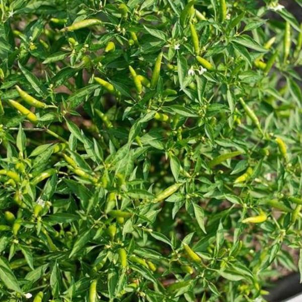 Fresh green baby Thai chilies in a 0.1 kg pack, vibrant herb from Thailand, ideal for cooking and garnishing.