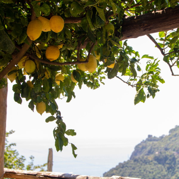 Holland Amalfi lemons with leafy stems and thick zest, 1 kg pack, fresh and vibrant fruit for culinary use.