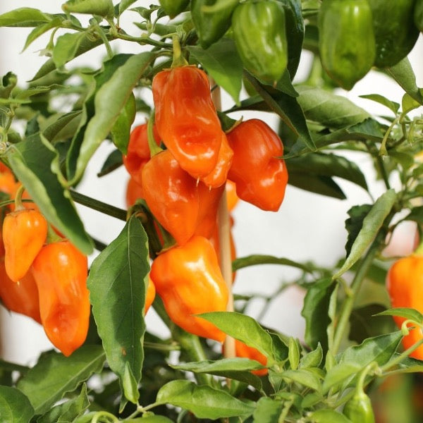 Colorful mix of Mahasil Sweetbite baby peppers in a 0.25 kg vegetable pack, showcasing fresh, vibrant peppers.