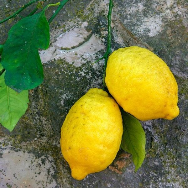 Fresh Amalfi lemons with leafy stems and thick zest in a 1 kg pack, perfect for cooking and zesting from Holland.